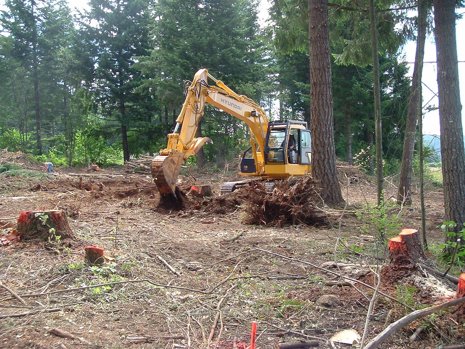Excavator clearing stumps and brush on a wooded lot